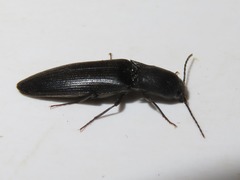 Ectinus aterrimus
