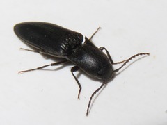 Ectinus aterrimus