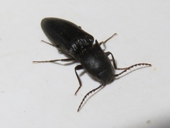Ectinus aterrimus