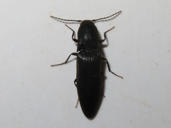 Ectinus aterrimus