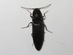 Ectinus aterrimus