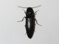 Ectinus aterrimus