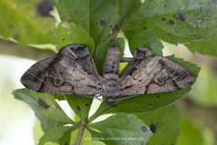 Hypochrosis binexata