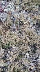 Selaginella sanguinolenta