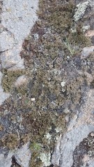 Selaginella sanguinolenta