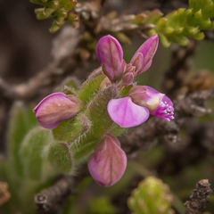 Polygala rhinostigma