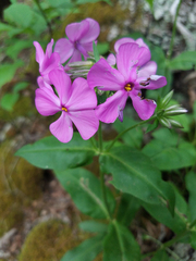 Phlox ovata
