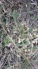 Astragalus scaberrimus