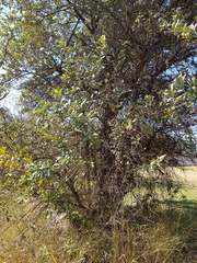 Brachylaena transvaalensis