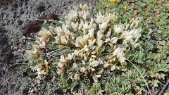 Astragalus scaberrimus
