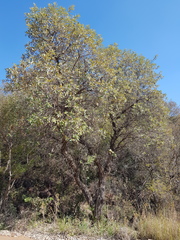 Brachylaena transvaalensis