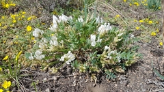 Oxytropis caespitosa