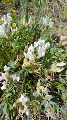 Oxytropis caespitosa