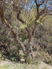 Brachylaena transvaalensis