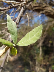 Brachylaena transvaalensis