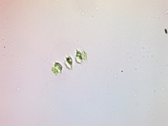 Stephanosphaera pluvialis