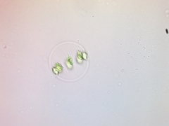 Stephanosphaera pluvialis