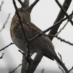 Turdus pilaris