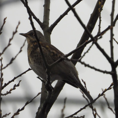 Turdus pilaris