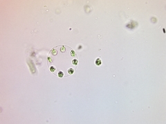 Stephanosphaera pluvialis