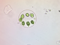 Stephanosphaera pluvialis