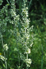 Veratrum album