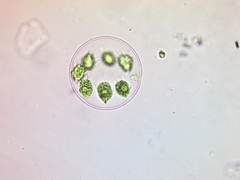Stephanosphaera pluvialis