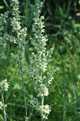 Veratrum album