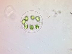 Stephanosphaera pluvialis