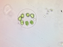 Stephanosphaera pluvialis
