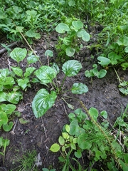 Plantago cordata