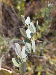 Rhynchosia nitens