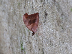 Catonephele mexicana