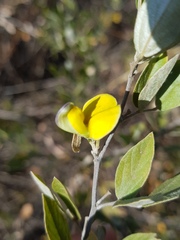Rhynchosia nitens
