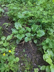Plantago cordata