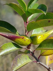 Cryptolepis cryptolepioides