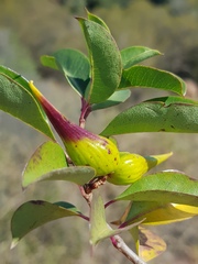 Cryptolepis cryptolepioides