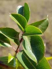 Cryptolepis cryptolepioides