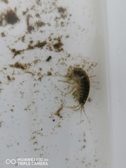 Gammarus roeselii