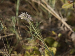 Aeluropus lagopoides