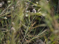 Aeluropus lagopoides