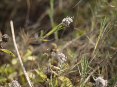 Aeluropus lagopoides