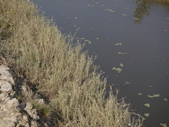 Aeluropus lagopoides