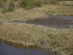 Aeluropus lagopoides