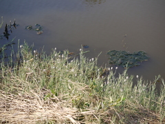 Aeluropus lagopoides
