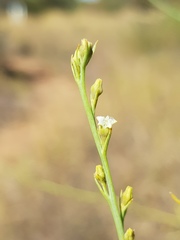 Thesium procerum