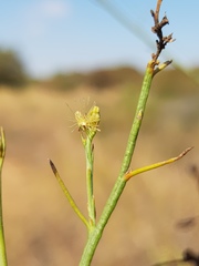 Thesium procerum