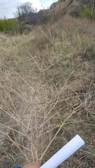 Saposhnikovia divaricata