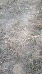 Saposhnikovia divaricata