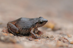 Arthroleptis xenodactyloides